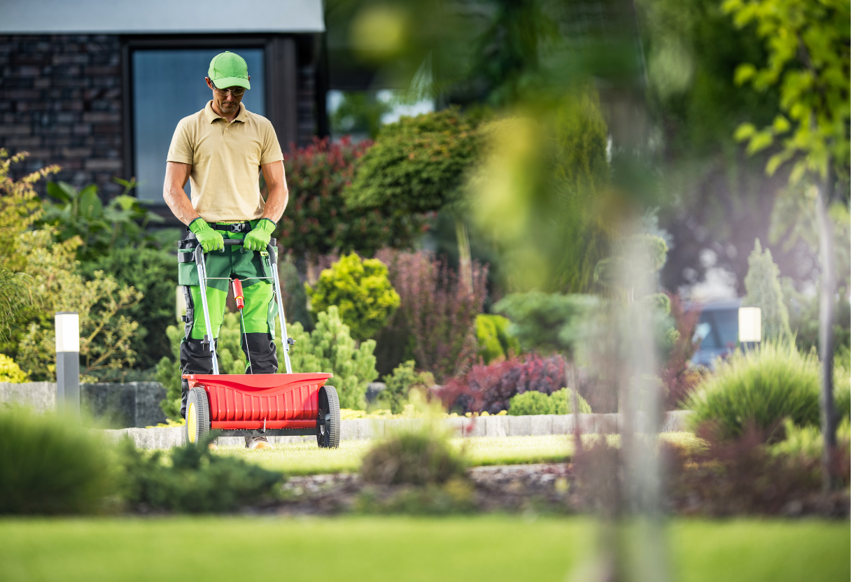 Gardener using a lawn spreader to evenly apply nitrogen fertilizer on a well-maintained lawn in a lush, landscaped yard. Nitrogen Lawn Fertilizer